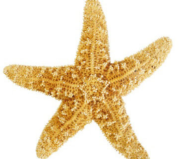 the Journey Through | Marriage, Life & Business Coaching